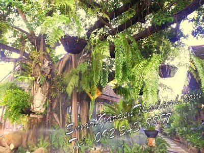 มินิสปริงเกอร์รดน้ำไม้ในร่ม สุวินทวงศ์
